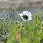 Dieses Gänseblümchen halb erfroren, streckt sich der Sonne entgegen
