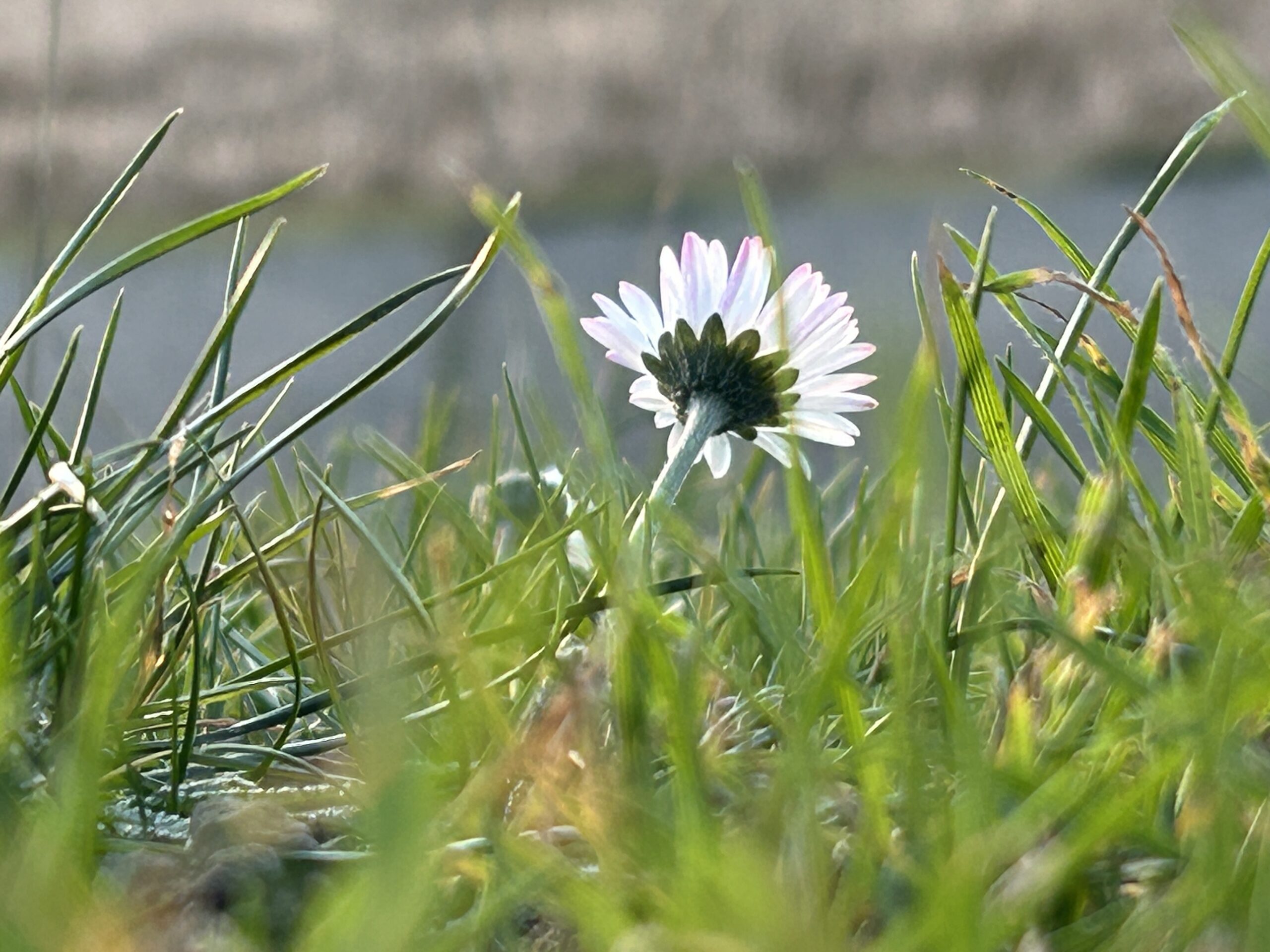Dieses Gänseblümchen halb erfroren, streckt sich der Sonne entgegen